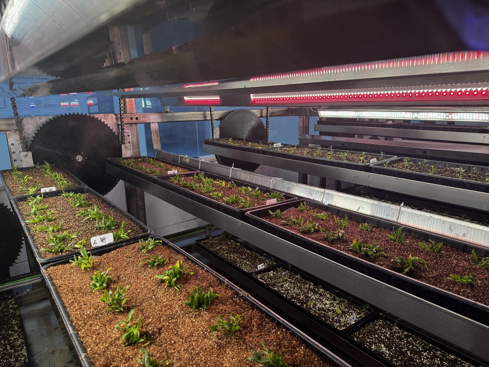 AI 驱动全周期中药材立体制种项目