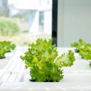 当一个码农开始在集装箱里种菜